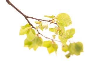 BEECH FLOWER BEECH FLOWER
