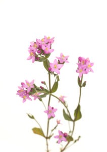 CENTAURY FLOWER CENTAURY FLOWER