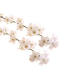 CHERRY PLUM FLOWER CHERRY PLUM FLOWER