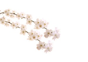 CHERRY PLUM FLOWER CHERRY PLUM FLOWER
