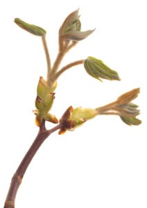CHESTNUT BUD FLOWER CHESTNUT BUD FLOWER
