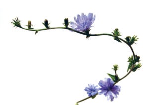 CHICORY FLOWER CHICORY FLOWER