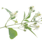 CLEMATIS FLOWER CLEMATIS FLOWER