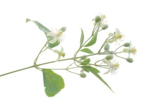 CLEMATIS FLOWER CLEMATIS FLOWER