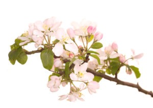 CRAB APPLE FLOWER CRAB APPLE FLOWER