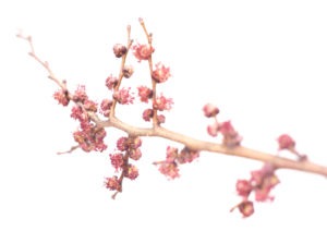 ELM FLOWER ELM FLOWER