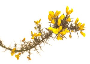 GORSE FLOWER GORSE FLOWER