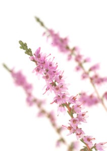 HEATHER FLOWER HEATHER FLOWER
