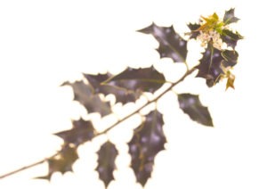 HOLLY FLOWER HOLLY FLOWER