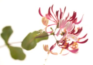 HONEYSUCKLE FLOWER HONEYSUCKLE FLOWER