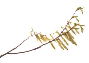 HORNBEAM FLOWER HORNBEAM FLOWER