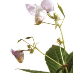 IMPATIENS FLOWER IMPATIENS FLOWER
