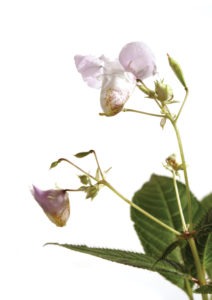 IMPATIENS FLOWER IMPATIENS FLOWER