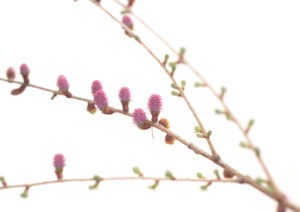 LARCH FLOWER LARCH FLOWER
