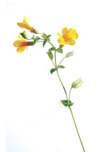 MIMULUS FLOWER MIMULUS FLOWER