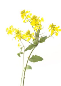 MUSTARD FLOWER MUSTARD FLOWER