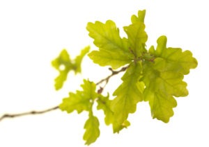 OAK FLOWER OAK FLOWER