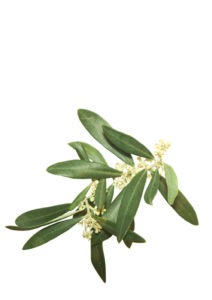 OLIVE FLOWER OLIVE FLOWER