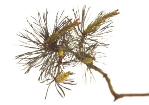 PINE FLOWER PINE FLOWER