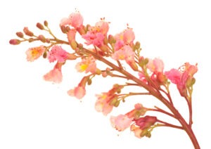 RED CHESTNUT FLOWER RED CHESTNUT FLOWER
