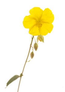 ROCK ROSE FLOWER ROCK ROSE FLOWER