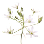 STAR OF BETHLEHEM FLOWER STAR OF BETHLEHEM FLOWER
