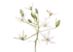 STAR OF BETHLEHEM FLOWER STAR OF BETHLEHEM FLOWER