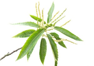 SWEETCHESTNUT FLOWER SWEETCHESTNUT FLOWER