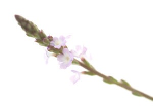 VERVAIN FLOWER VERVAIN FLOWER