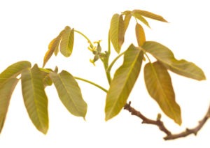 WALNUT FLOWER WALNUT FLOWER