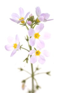 WATER VIOLET FLOWER WATER VIOLET FLOWER