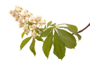 WHITE CHESTNUT FLOWER WHITE CHESTNUT FLOWER