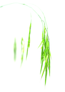 WILD OAT FLOWER Натуральное успокоительное средство. РЕСКЬЮ РЕМЕДИ.
