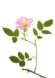WILD ROSE FLOWER Натуральное успокоительное средство. РЕСКЬЮ РЕМЕДИ.