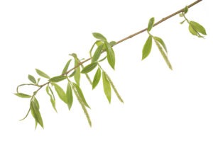 WILLOW FLOWER Натуральное успокоительное средство. РЕСКЬЮ РЕМЕДИ.