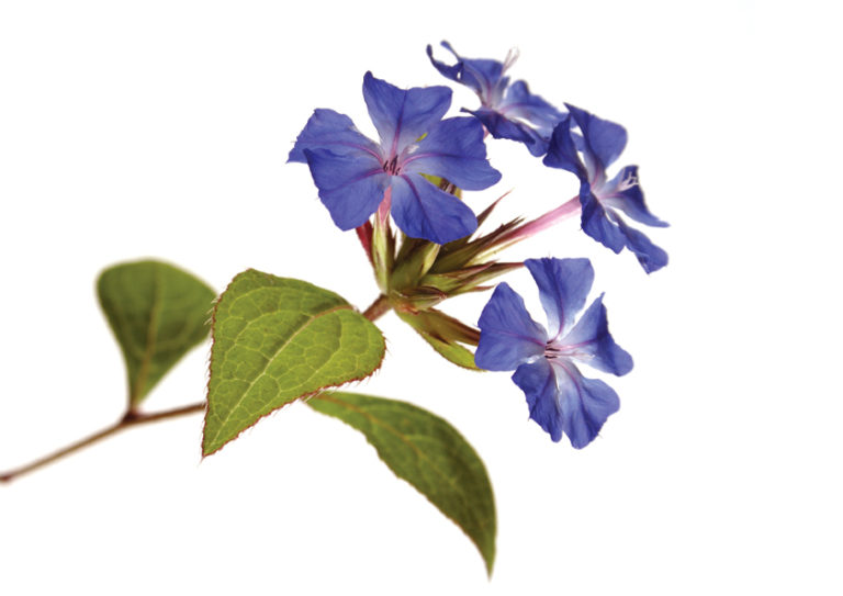 CERATO FLOWER - РЕСКЬЮ - СРЕДСТВО ОТ СТРЕССА